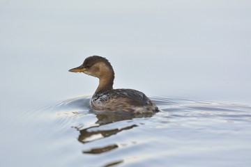 Little Grebe (Tachybaptus ruficollis), Crete	