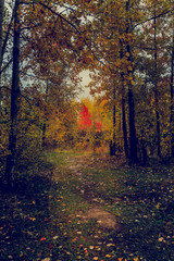 Autumn landscape in the forest near the lake