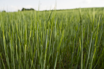 Young green Barley field agriculture in a sunny day. Natural product. Agricaltural landscape.