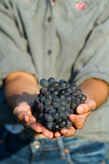 girl cutting the grapes during harvesting time