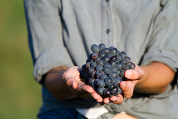 girl cutting the grapes during harvesting time