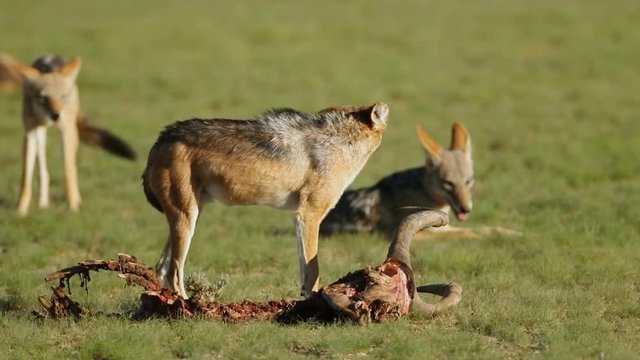Black-backed jackals (Canis mesomelas) scavenging the remains of an antelope, Kalahari, South Africa