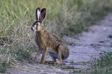 hare in the grass © Krzysztof