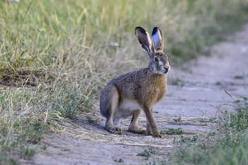 hare in the field