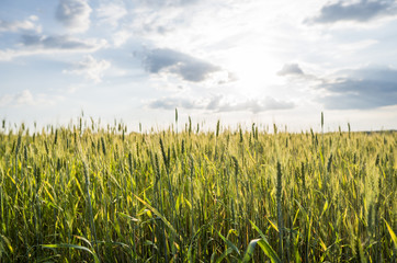Young green wheat ears on a beautiful grain fields with a cloudy sky in a sunset. Ripening ears wheat. Agriculture. Growing a natural product.
