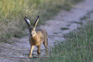 A hare on the go showing its tongue