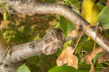 Disease of leaves and vines of pears close-up of damage to rot and parasites. The concept of protection of industrial pear garden