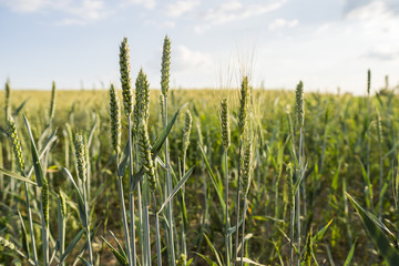 Close up on young green wheat ears on a beautiful field. Ripening ears wheat. Agriculture. Natural product.