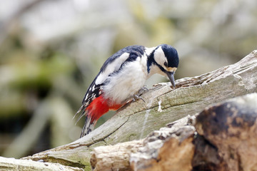Buntspecht auf Nahrungssuche