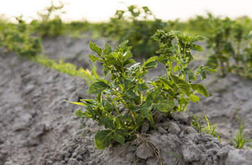 Young potato on soil cover. Plant close-up. The green shoots of young potato plants sprouting from the clay in the spring.
