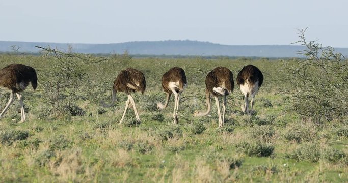 Group of ostriches (Struthio camelus) in natural habitat, Etosha National Park, Namibia