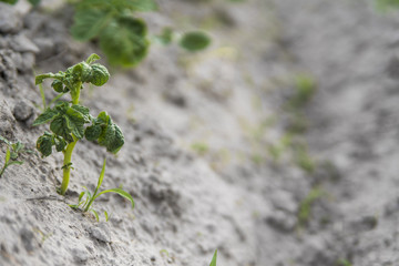 Young potato on soil cover. Plant close-up. The green shoots of young potato plants sprouting from the clay in the spring.