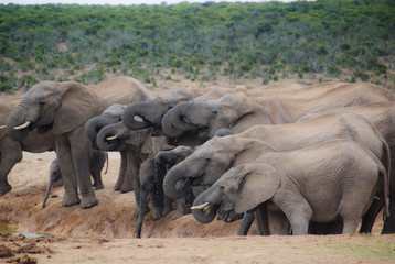 trinkende Elefanten