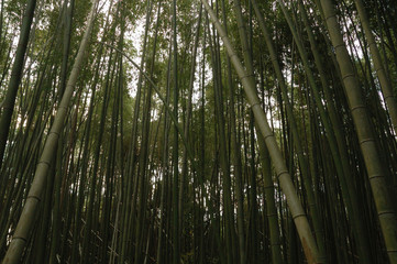 the bamboo garden @Arashiyama KYOTO / 京都 嵯峨野 嵐山の竹林