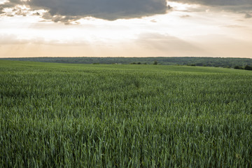 Young green Barley field agriculture with a sunset sky. Natural product. Agricaltural landscape.
