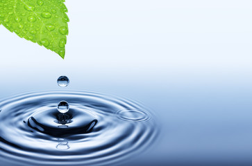 Naklejka na ściany i meble Drop of water falling from green fresh leaf