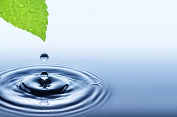 Keuken spatwand met foto Drop of water falling from green fresh leaf © Trutta