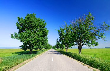 Road among green fields