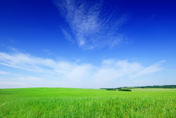 Idyll, view of green field and the blue sky