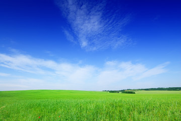 Obraz premium Idyll, view of green field and the blue sky