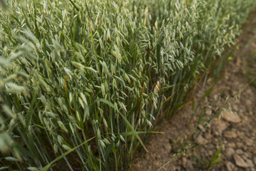 Green oat ears of wheat grow from the ground. Agriculture. Nature product.