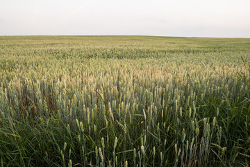 Young green wheat on a beautiful field in a sunset. Ripening ears wheat. Agriculture. Natural product.