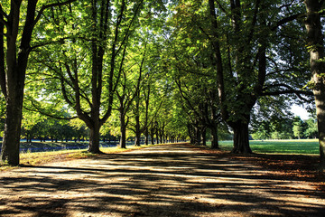Baumschatten