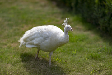 White peacock on the grass in the park