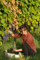 girl cutting the grapes during harvesting time