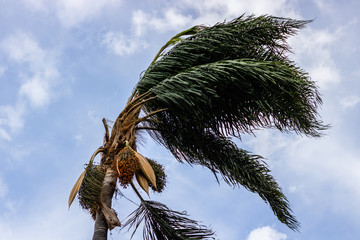 Palm tree shaken by the winds before the storm.