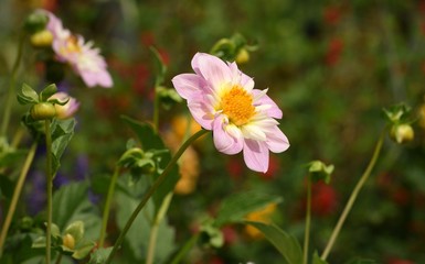fleur
