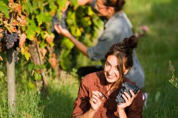 girls cutting the grapes during harvesting time