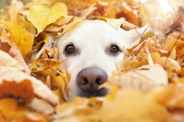 Hund schaut aus gelben Blättern heraus 