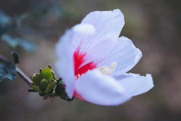 Rose Of Sharon