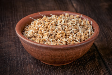 Sprouted wheat seeds in a clay bowl on a wooden table