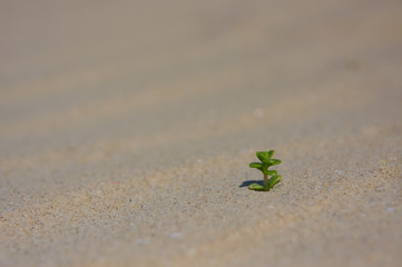 Strandpalme