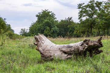 A fallen dead tree trunk in a green summer field, coarse woody debris