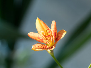 Fototapeta premium OLYMPUS DIGITAL CAMERA