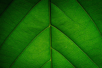 Fototapeta na wymiar Background patterned leaves