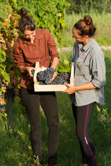 girls cutting the grapes during harvesting time
