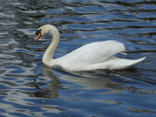 Naklejka premium Swan on the lake