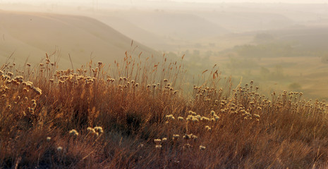 autumn grass in the field in the early morning in the sunlight