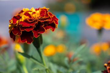 red flower on background of blue sky