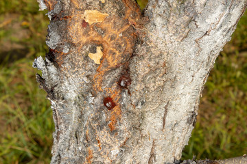 Disease of leaves and peach vines close-up of damage to rot and parasites. The concept of protection of an industrial peach garden