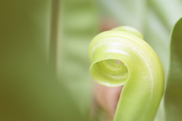 fern for green background