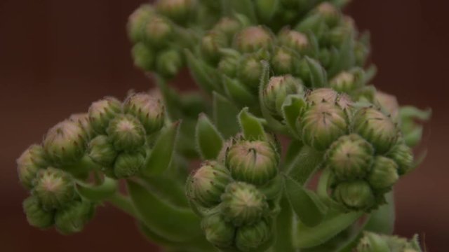 a big houseleek flowers