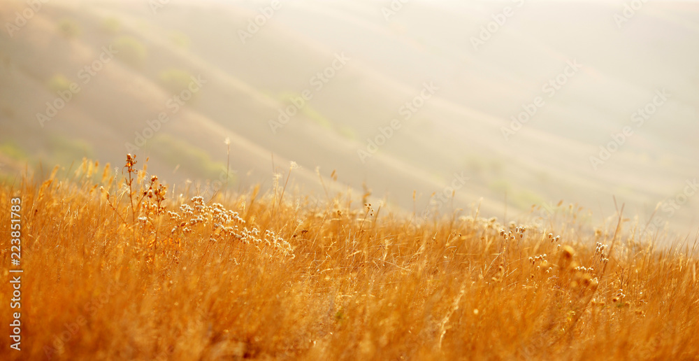 Wall mural autumn grass in the field in the early morning in the sunlight