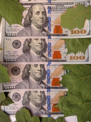 Money among green leaves maple and oak, and yellow birch. Benjamin Franklin is 100 dollars.