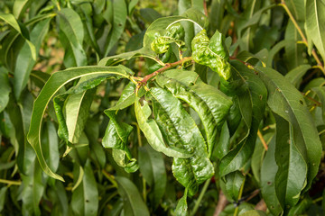 Disease of leaves and peach vines close-up of damage to rot and parasites. The concept of protection of an industrial peach garden