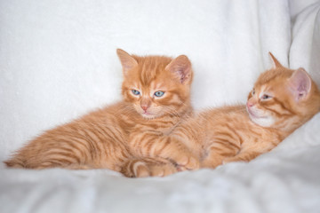 Fototapeta premium Chatons